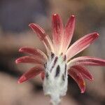 Mutisia hamata Flower