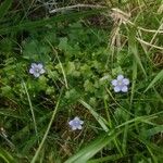 Wahlenbergia hederacea Flor