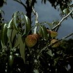 Litchi chinensis Fruit