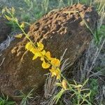 Crotalaria brevidens Kvet