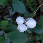 Symphoricarpos albus Φρούτο