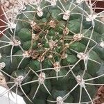 Gymnocalycium pflanzii 葉