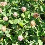 Trifolium fragiferum Συνήθη χαρακτηριστικά