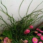 Equisetum scirpoides Blatt