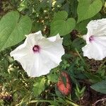 Ipomoea pandurata Flors