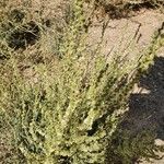 Salsola vermiculata 叶