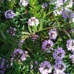 Thymus longicaulis 葉