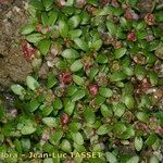 Elatine hexandra Natur