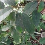 Ficus rubiginosa Blatt