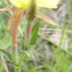 Oenothera stricta Blatt