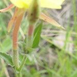 Oenothera stricta Liść