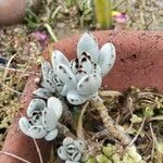 Kalanchoe tomentosa Folha