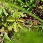 Potentilla fagineicola Blad