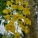 Cassia fistula Fiore