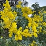 Acacia podalyriifolia Foglia