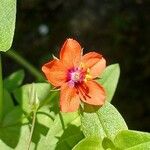 Lysimachia arvensis Flower