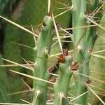 Cylindropuntia kleiniae Bark