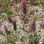 Trifolium purpureum 花