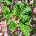 Ribes sanguineum Leaf