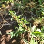 Amaranthus graecizans पत्ता