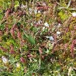 Rumex bucephalophorus Fleur