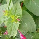 Mirabilis jalapa Φύλλο