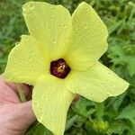 Abelmoschus moschatus Floare