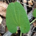 Aristolochia paucinervis Blad