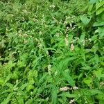 Persicaria maculosa موطن