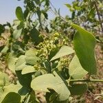 Salvadora persica Fruit