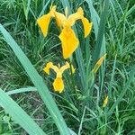 Iris pseudacorus Lorea