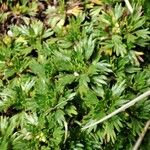 Azorella multifida Blatt