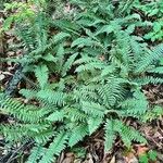 Polystichum acrostichoides ഇല