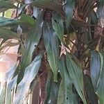 Dracaena fragransبرگ