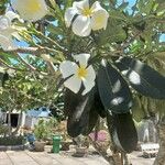 Plumeria obtusa Blatt