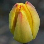 Tulipa grengiolensis Flower