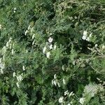 Conium maculatum Flower