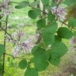 Syringa villosa Sonstige