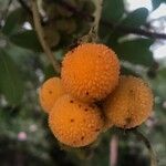 Arbutus andrachne