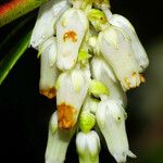 Leucothoe fontanesiana 花