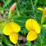 Lotus corniculatus Blüte