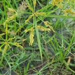 Cyperus iria List