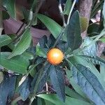 Solanum pseudocapsicum Fruto