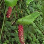 Anthurium formosum ഫലം