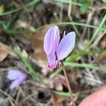 Cyclamen hederifoliumफूल