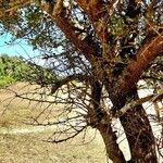 Pyrus spinosa Plante entière