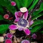 Gustavia superba फूल