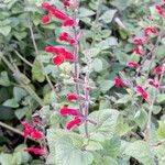 Salvia coccinea പുഷ്പം