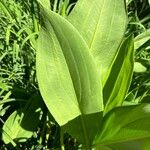 Sagittaria lancifolia Blad