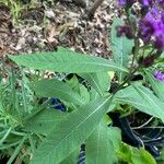 Vernonia baldwinii Leaf